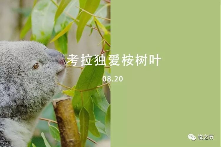 今日颜色:考拉独爱桉树叶 | 考拉呆萌又贪睡,原来是有毒的桉树叶惹的