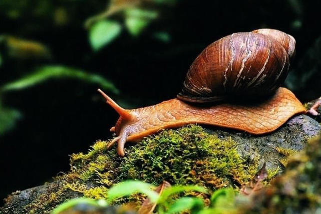世界上最漂亮的四种蜗牛,第一种最大,最后一种已经濒危