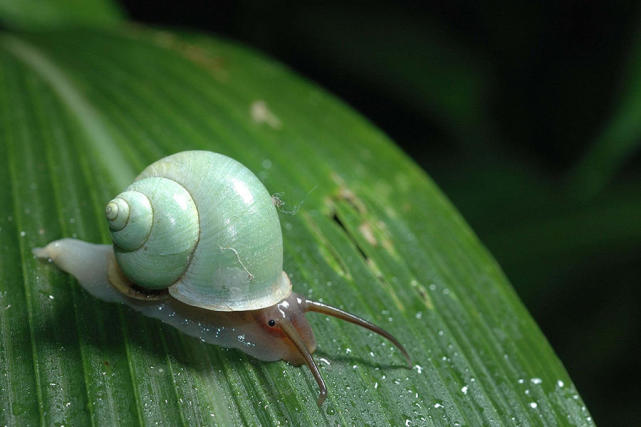 世界上最漂亮的四种蜗牛,第一种最大,最后一种已经濒危