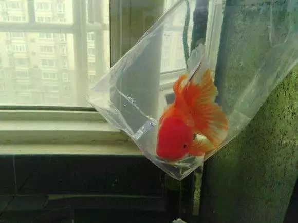 新买的鱼,如何过水入缸不容易死?