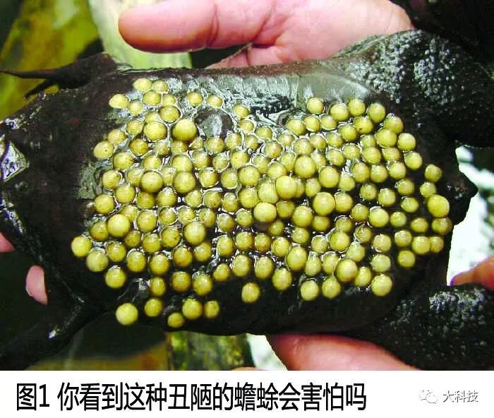 面对密集的孔洞或斑点,我们会感到恶心,甚至是恐惧.那么——