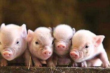 安井食品肉丸惊现疑似非洲猪瘟 机构疯狂出逃