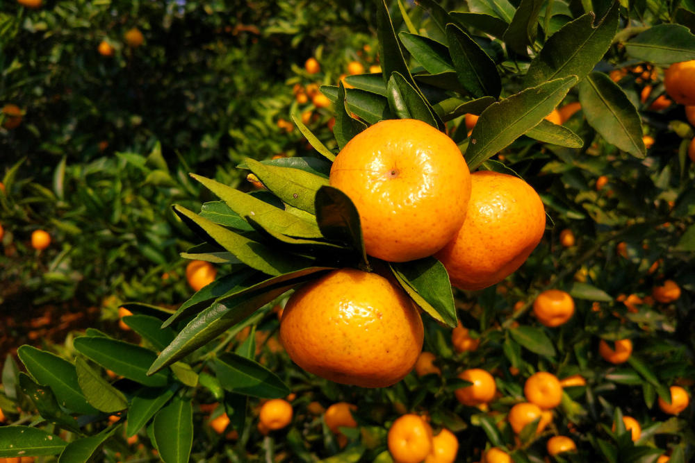 程序员北漂住地下室,回村种水果,老婆孩子车房