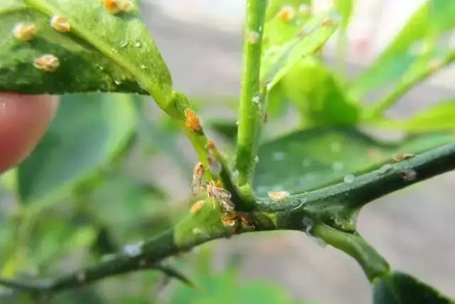 木虱传病的特性此外,木虱雌虫能通过卵巢将黄龙病菌传递给子代,求偶