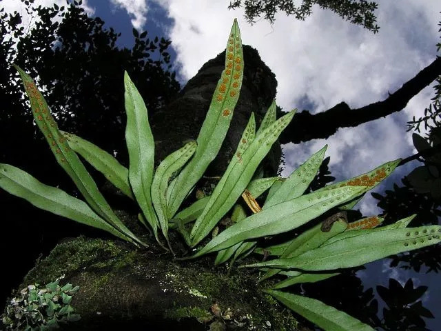 北京地区野生蕨类植物彩色图鉴(下)