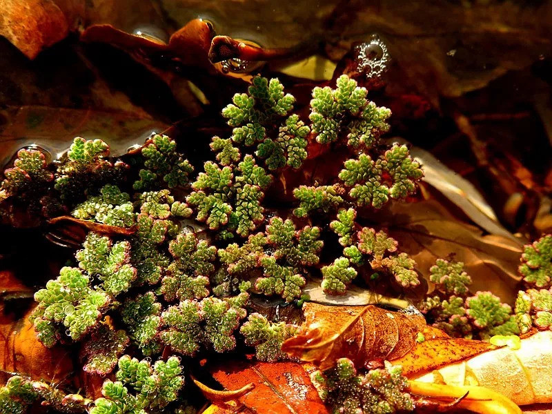 蕨类植物,满江红科.植物体小,三角形,飘浮水面.根丛生.