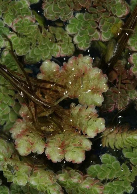 蕨类植物,满江红科.植物体小,三角形,飘浮水面.