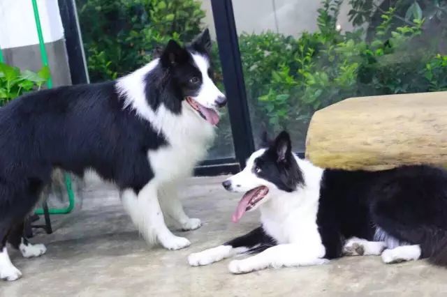 边牧专栏丨训练两只边境牧羊犬和谐共处