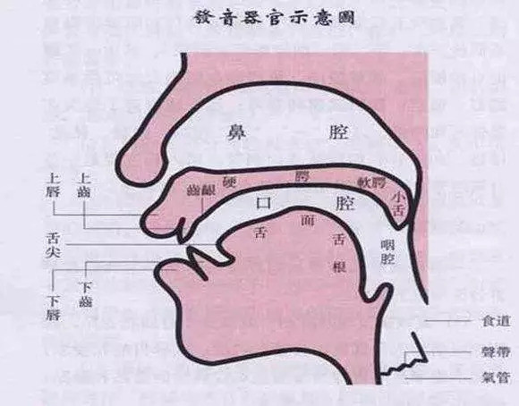 如何发小舌音?