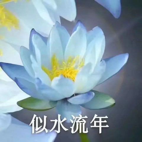 莲花佛系表情包:心平气和,与世无争,四大皆空