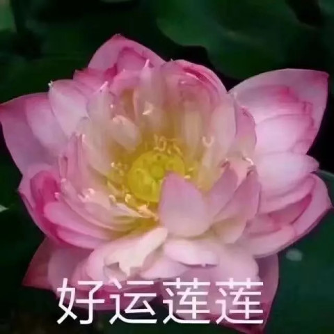 莲花佛系表情包:心平气和,与世无争,四大皆空