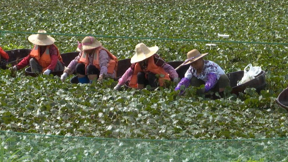 南湖菱尝鲜上市 吃菱角的这些姿势了解一下