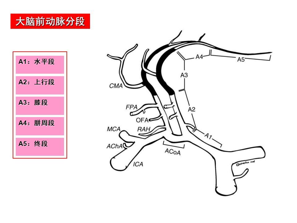 解剖| 脑动脉分段解析,详细清晰实用!