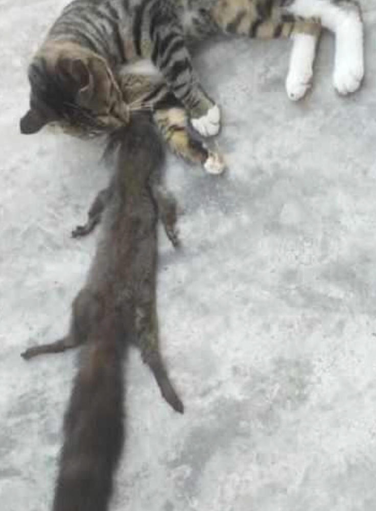 这让主人觉得十分好笑,也许现在的生活好了,猫咪以后和老鼠就不是天敌