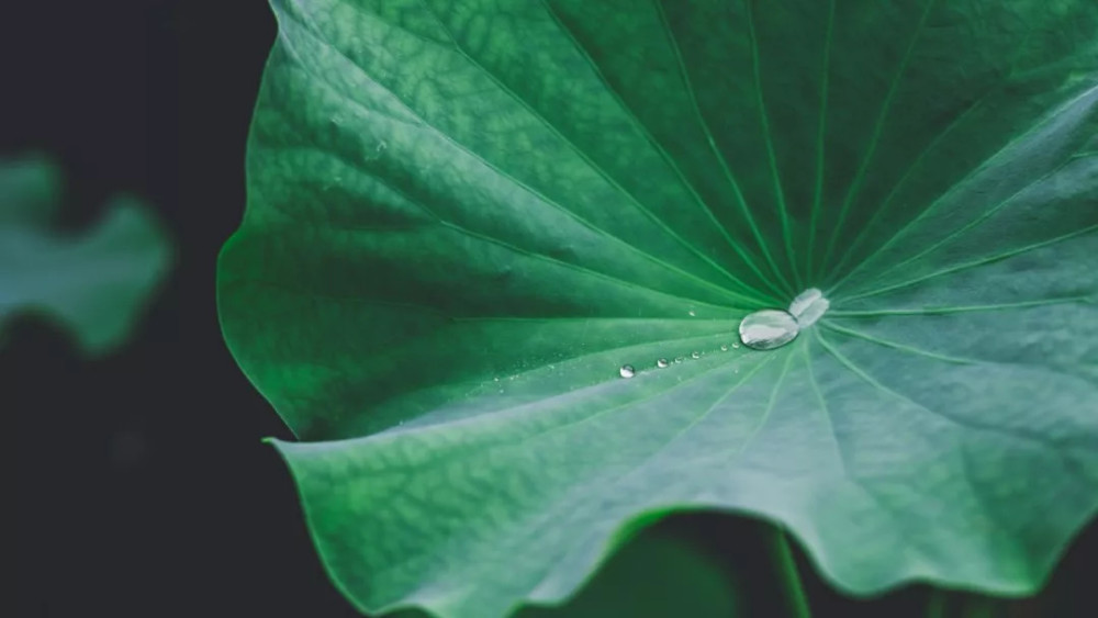 《处暑后风雨》