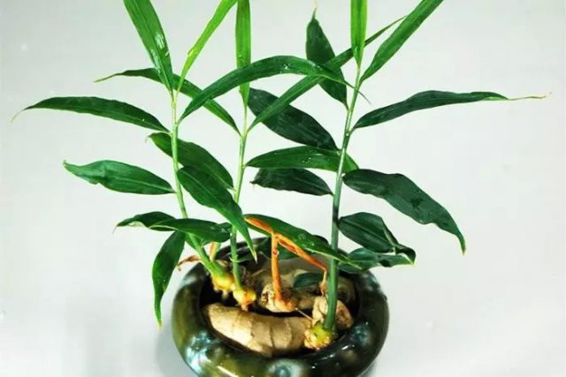 生姜发芽别急着"扔",种点在土里,半年养成"富贵竹"