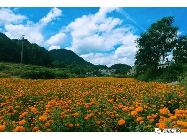 大美凤冈—花坪是个好地方