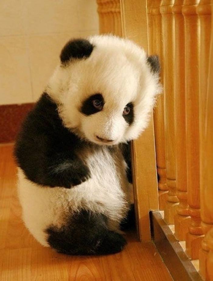 这张图让国外网友集体震惊:中国人人都有熊猫吗?