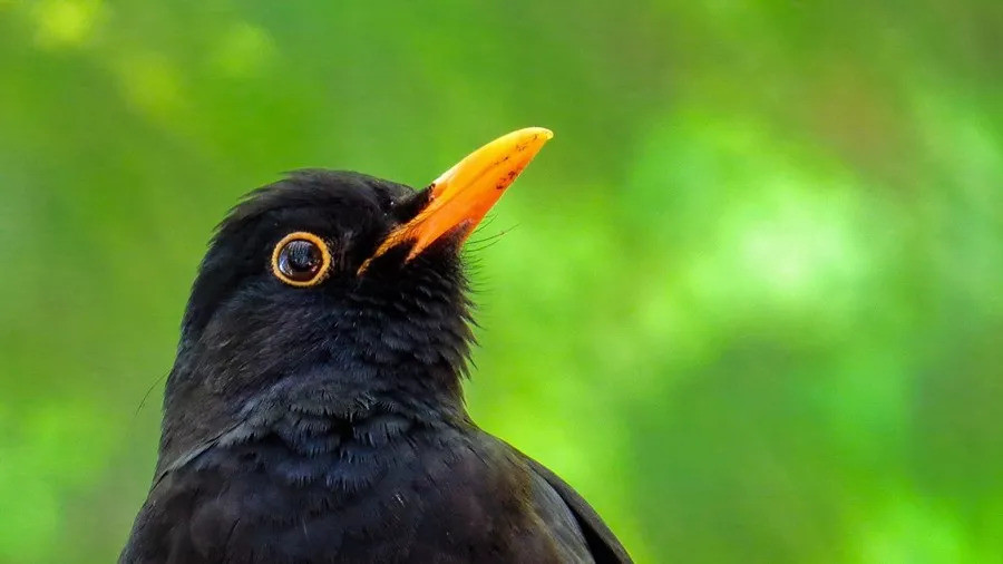 经常被误认成乌鸦的百舌鸟:鸣声有特色,高度适应城市