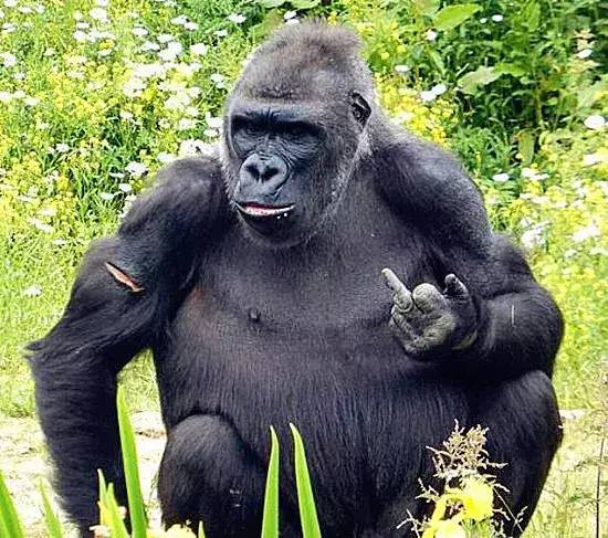 来自黑猩猩的鄙视,只需一个手势就让你无言以对