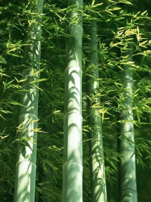 葫芦丝竹林曲谱(3)