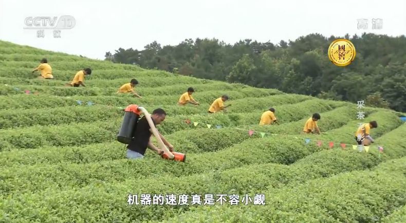 嫩芽采茶机 :一台可以替代500万个采茶工的采茶神器