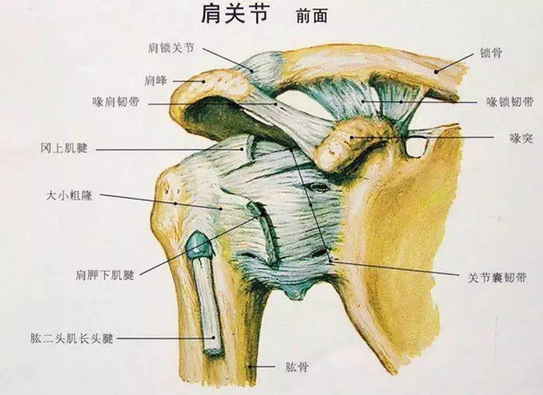 损伤引起的疼痛包括:肩关节脱位或骨折,肩峰撞击综合征,肩袖撕裂,肱二