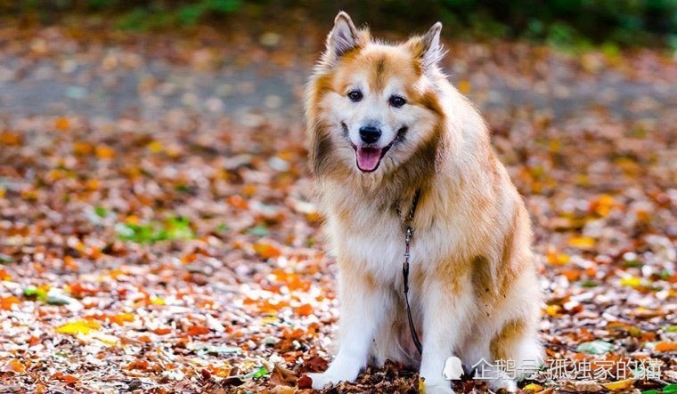 冰岛牧羊犬