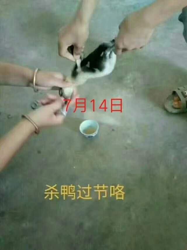 明天,没有一只鸭子能活着飞出玉林!