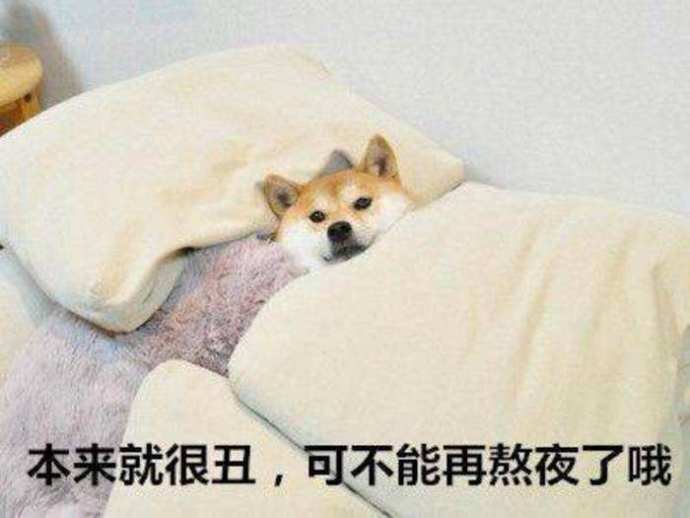 戏精柴犬表情包:我先睡了,你们造吧