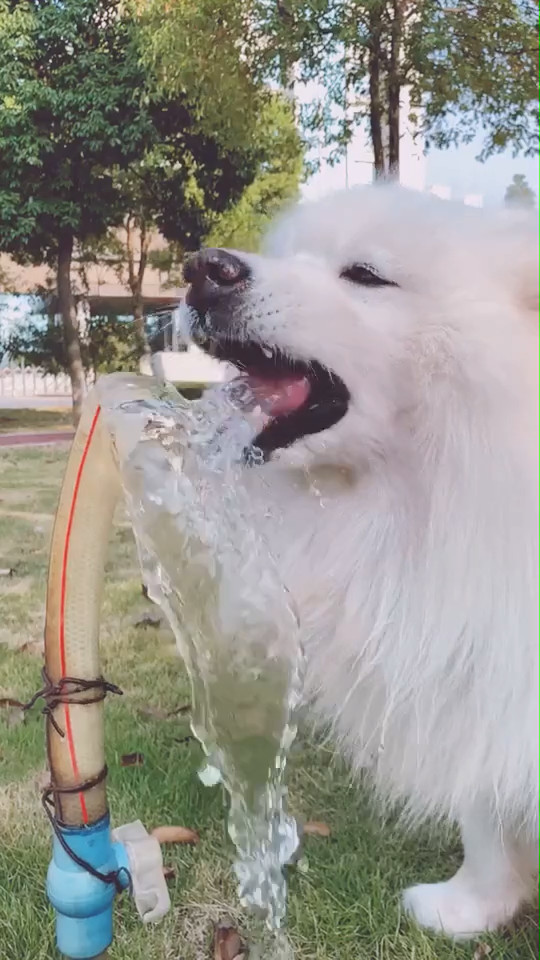 宠主家狗狗口渴喝水,