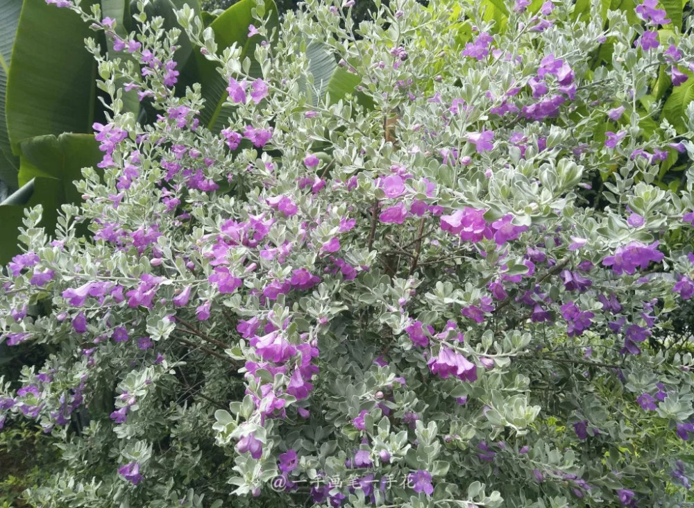 红花玉芙蓉 | 银树火花,更胜火树银花