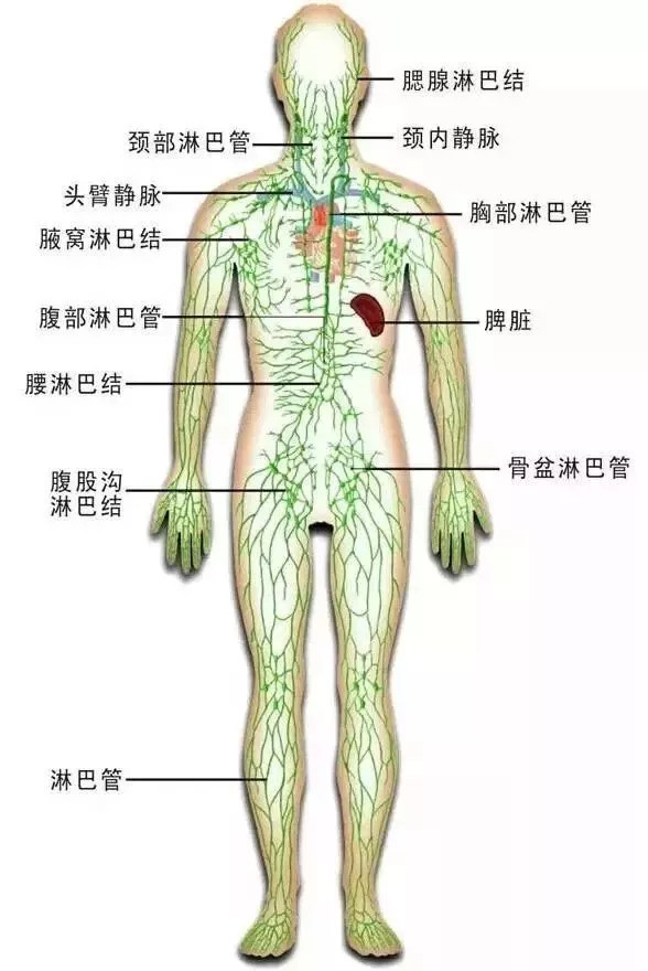 淋巴,是我们身体内一种无色透明液体,内含大量淋巴细胞,分布在全身各