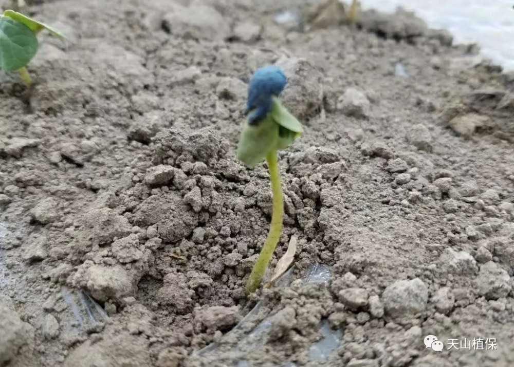 关于近期棉花苗出土问题的一些看法