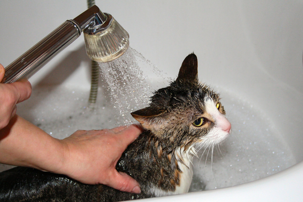 如何正确的给你的猫咪洗澡，一些实用建议