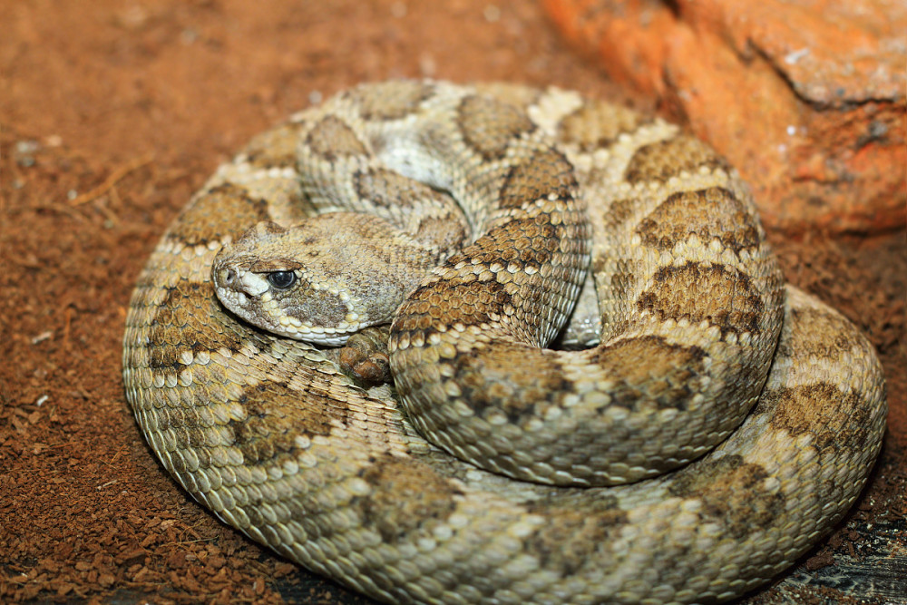蛇为什么冬眠,蛇冬眠的时候真的没有反抗能力吗?