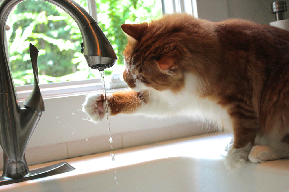 如何正确的给你的猫咪洗澡，一些实用建议