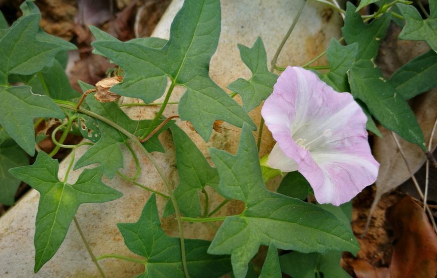 乡村两种植物开喇叭花,颜色不一样,其叶子也不一样,是