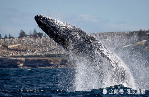 20吨巨鲸贴着小船跃出水面 场面震撼吓呆游客