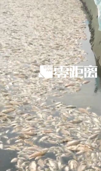 洪泽湖万亩鱼蟹死绝水面变黑 环保部门禁止饮用湖水