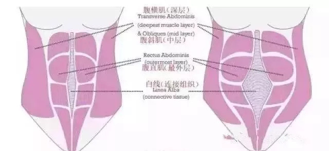 腹直肌就是图中腹部中部的那几块肌肉,中间的那条白色的线叫腹白线.