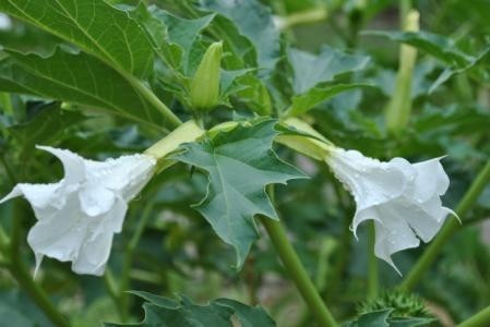 这个偏方别再用啦!舟山一市民拉肚子喝了它后