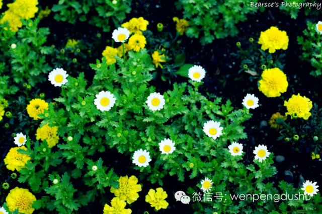 泰戈尔:生如夏花