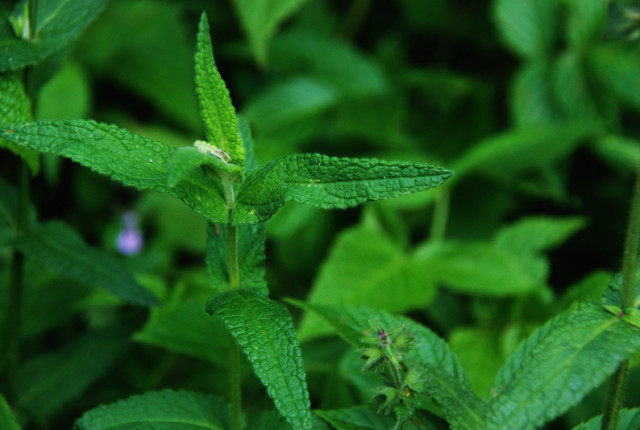 荒野维生食物之野菜系列——草石蚕