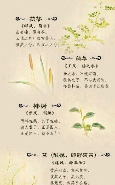 《诗经》是中国最早的植物辞典,你知道哪些?
