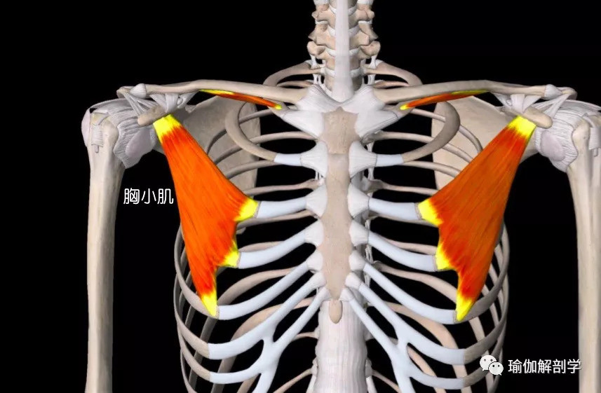 练了那么多开肩的体式肩部还打不开？！试试这个方法……