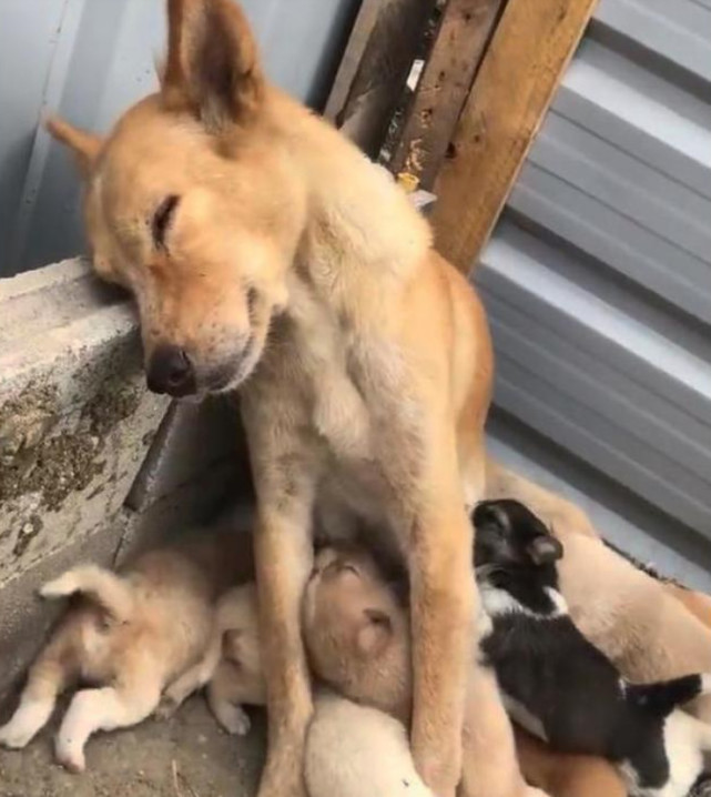 母狗照顾一群小狗,出现"累成狗"的正版表情包