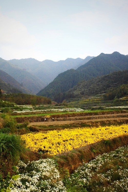 乡村田园之美,满满都是回忆