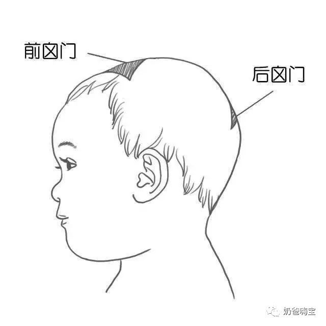 后囟门靠近头枕部,是两侧顶骨与枕骨之间的骨缝形成的三角形间隙;前