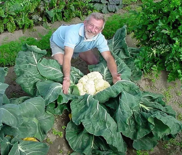 5种世界最大的蔬果,草莓想"成精"吗?第4个白菜能吃一